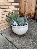 White ceramic pot holding mixed types of lavender plants, shown outdoors against a brick wall and wooden fence.