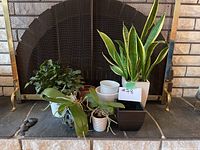 View of the lot showing a Christmas Cactus in white pot, Snake Plant in white square pot, Phalaenopsis orchids, and various empty pots. Displayed on stone hearth in front of fireplace