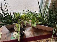 View of three planters with live aloe and succulent plants on wooden surface by window.