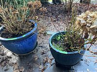 Two blue ceramic planter pots outdoors with dead plants and soil inside, showing overall size and condition.