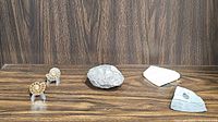 View of all five fossils displayed on wooden surface against wood-grain background; two ammonites, trilobite fossil, fish fossil, and Elrathia trilobite fossil visible