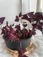 Photo of potted Oxalis triangularis plant with purple triangular leaves in a black plastic pot on crumpled paper, against white background.