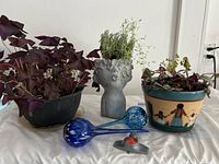 Front view of three potted plants arranged with two blue glass ball waterers and small grey sprinkler in front.