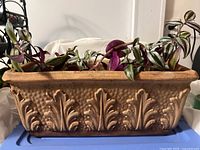 Side view of Tradescantia zebrina in terra cotta planter highlighting leaf pattern and trailing vines