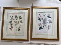 Pair of botanical prints in gold-colored frames, fully matted with double border, showing detailed botanical illustrations with labels.