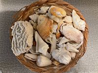 Photo shows a round woven basket filled with assorted sea shells and coral pieces. The shells vary in size, shape, and color including conch, spiral shells, and clam-like shells. Several large porous coral pieces are visible.