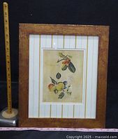 Framed botanical art print with brown frame and striped mat, displayed with measuring sticks showing size.