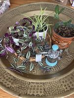 Three potted plants and vintage plant mister on hammered brass tray