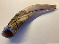 Full view of the bull horn, showing the curve and size.