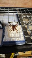 Top angle showing tarantula inside clear rectangular glass block on white satin lining inside blue box.
