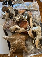 Full overview of collection showing starfish, shells, bones, and coral arranged closely together.