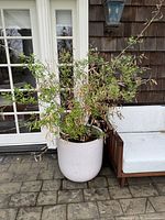 Single gray cylindrical planter with olive tree placed outdoors