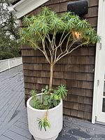 Large gray cylindrical planter by West Elm containing a tall Pohangina Protea plant on outdoor deck