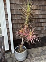 Shows medium dark gray ribbed planter with dragon plant