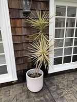 Planter and dragon plant against exterior shingled wall