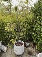 Outdoor setting showing the gray and white striped ceramic pot with Grevillea plant