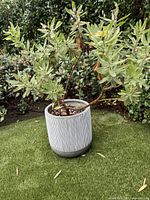 Medium striped planter with live Protea plant on outdoor grass surface