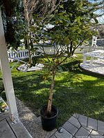Full view of the large potted plant outdoors on patio with grass and white picket fence in background.