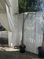 Palm tree in black plastic pot standing against white lattice background outdoors.
