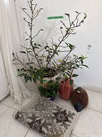 Full view of the orange hibiscus tree in ceramic pot, small plant, watering can, boot cleaner, and decorative rug.