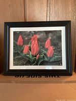 Framed photo of red tulips with green leaves, black frame with off-white matting, resting on a cardboard surface.