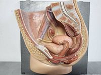 Front photo of a vintage educational medical model showing a detailed cross-section of female pelvic anatomy, including uterus, bladder, muscles, and bone structures.