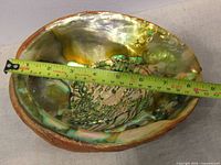 Large abalone shell measured with a tape, showing about 9 inches in length.