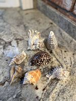 Photo showing all seven polished seashells of various shapes and colors