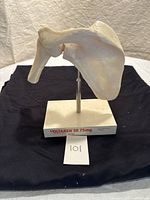 Front and left side view showing the shoulder joint bones mounted on a metal rod attached to a white base with Voltaren branding.