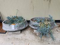 Photo showing two oval cement planters placed side by side on concrete pavers with dirt and succulents inside.
