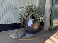 Photo showing glazed dark clay pot with variegated plant and concrete stepping stone placed beside it on concrete floor with ruler for scale.