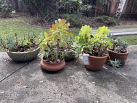 Five pots with succulents: three terra-cotta and two turquoise concrete-style shallow pots on pavement outdoors near a grassy yard and wooden fence.