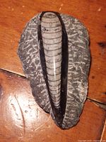 Orthoceras fossil showing side view of segmented shell embedded in stone matrix on wooden surface