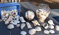 Various natural sea shells loose and in containers on table, showing assortment and condition