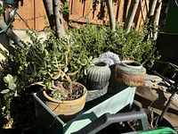 Three small ceramic pots displayed outside with succulents and a light green metal tray