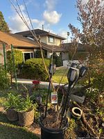 Coral Champagne Cherry tree in large decorative pot among other garden plants outdoors in sunlight. Tree is dormant with no leaves or fruit.
