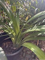 Close-up image of a live Clivia plant showing green strap-like leaves in a black plastic pot with soil and rocks around it.