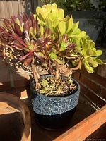 Blue glazed pot with embossed floral pattern containing succulents with green and reddish leaves