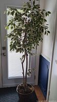 Full view of the tall artificial Ficus tree plant positioned near a glass door, showing the entire tree from pot to leaves.