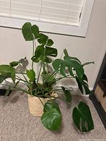 Photo showing Monstera plant with large green leaves in woven basket against a wall with blinds.