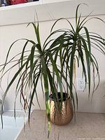 Tropical plant featuring long, slender green leaves situated in a hammered gold metal planter.