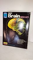 Box cover showing the front with brain image and branding by Lindberg, labeled 'Human Brain Anatomically Accurate Unassembled Model Kit'