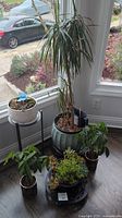 Full view of all plants and pots together on the floor near window.