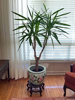 Full view of the living plant in the ceramic pot against a window and curtain background. Shows the shape and size of the plant and pot.