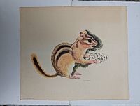 Print illustrating a chipmunk holding a pine cone, vintage style on paper with edge wear.