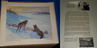 Mounted print of timberwolves resting at sunrise in snowy Canadian wilderness with accompanying descriptive text sheet.