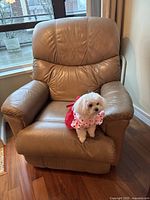 Front view of brown leather reclining chair with a small white dog wearing a pink outfit sitting on the seat.