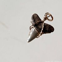 Close-up photo of the shark tooth pendant showing the tooth wrapped in twisted 10K gold wire and a small loop for chain attachment.