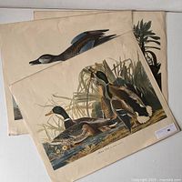 Three vintage Audubon prints arranged overlapping showing detailed bird illustrations, visible wear, and color variation
