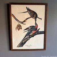 Overall view of the vintage framed print showing two Passenger Pigeons on branches with a simple wood frame.